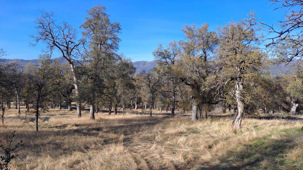 Our New Ranch Land!